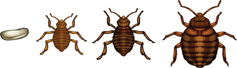 Bed Bug St. Louis in St. Louis, Missouri Offers Bed Bug Eradication Services Using Heat Treatment, Which Kills Bed Bugs at All Stages